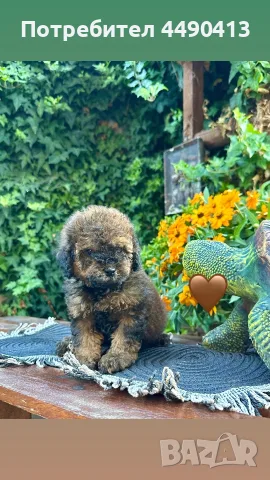 Кавапу Cavapoo F1b, снимка 5 - Други - 55971243