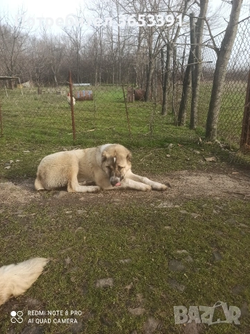 продавам средноазиатска овчарка, снимка 2 - Средноазиатска овчарка - 53689978