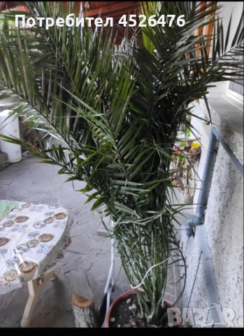 Финикова палма, снимка 3 - Стайни растения - 51361954