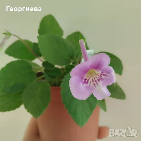 минисинингия .......