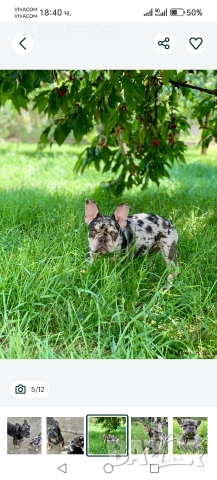 френски булдог бебета, снимка 7 - Френски булдог - 52585927