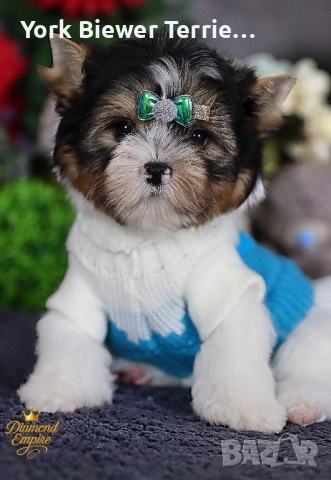 Йоркширски Териер! Момчета и момичета с родословие! Доставка 