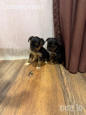 Мини йоркширски териери, снимка 4 - Йоркширски териер - 52671031