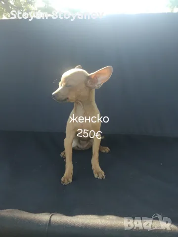 Пинчери мъжко и женско