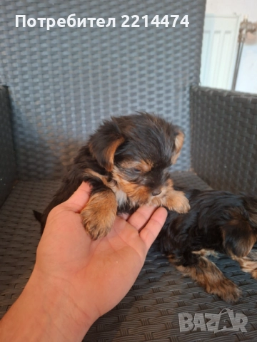 Последно момиченце с ВТОРА ВАКСИНА, снимка 2 - Йоркширски териер - 52308412