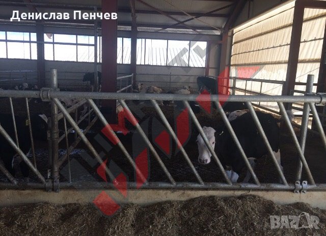 Хранителни решетки за отглеждане на крави и телета, снимка 12 - За селскостопански - 34653675