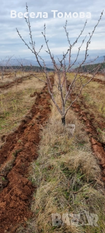 Почистване на дворове,косене,оране ,фрезоване, снимка 3 - Други почистващи услуги - 53204667