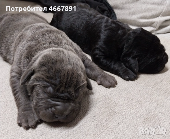 Кученца Кане корсо, снимка 2 - Кане корсо - 52642812