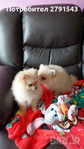 померан померанче , снимка 8 - Померан - 52673911