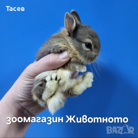 Декоративни зайчета