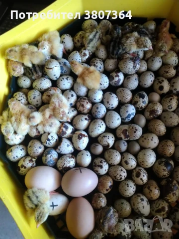 Продавам пътпъдъци на различна възраст , снимка 2 - Кокошки и пуйки - 51026187