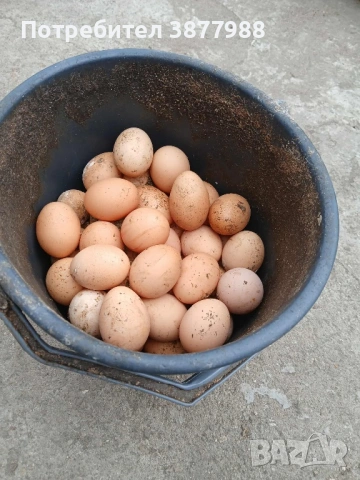 Кокошки Носачки, снимка 2 - Кокошки и пуйки - 53611959