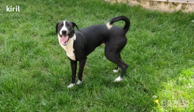 Хотел за кучета - Игри на воля , снимка 10 - Други услуги - 52645885