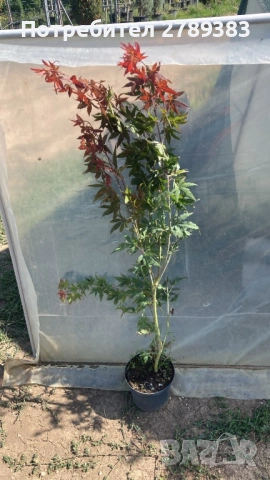 Червенолистен Японски клен, снимка 6 - Градински цветя и растения - 53071692