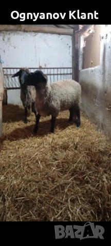 Продавасе звидак кочле черноглав цена 400 евро, снимка 3 - Овце - 53470753
