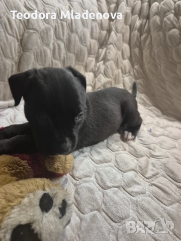 Продавам питбулчета