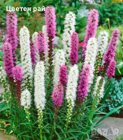 Луковици лиатрис 0,80€брой и луковици гладиоли 0,70 €брой , снимка 3 - Градински цветя и растения - 53770824