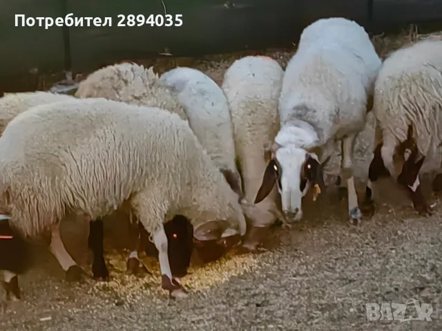 свободни овце, кочове , снимка 2 - Овце - 55756368