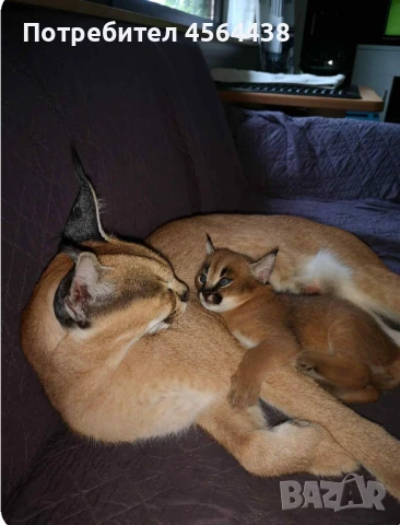 Наличен сервал каракал f1 Каракал със савана f1 котенца, снимка 7 - Други - 51364847