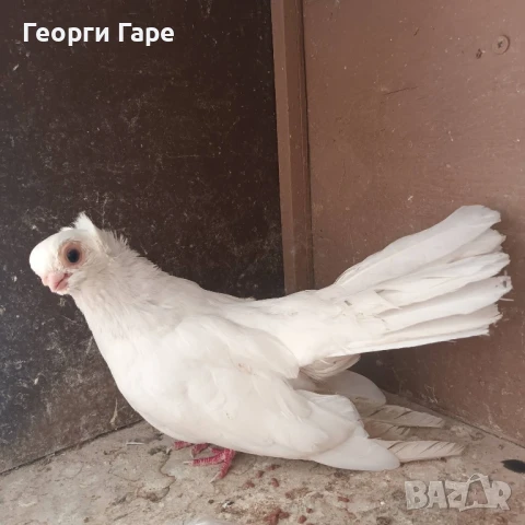 Кюстендилски качулат , снимка 2 - Гълъби - 51406497