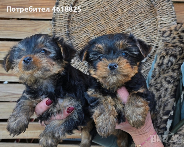 Йоркширски териери 