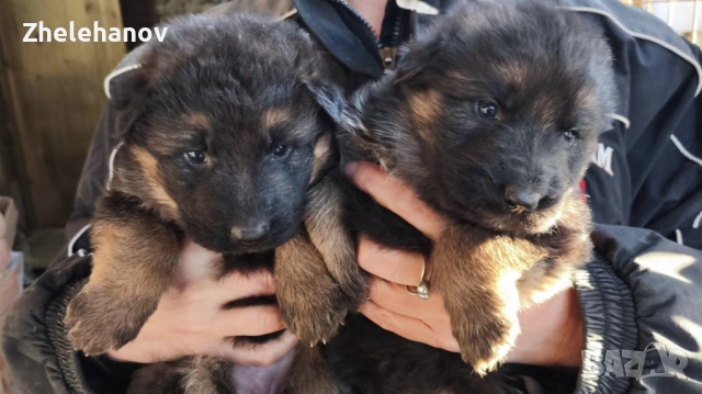 Немска Овчарка от Развъдник ”Von Zhelehanov”, снимка 8 - Немска овчарка - 53485276