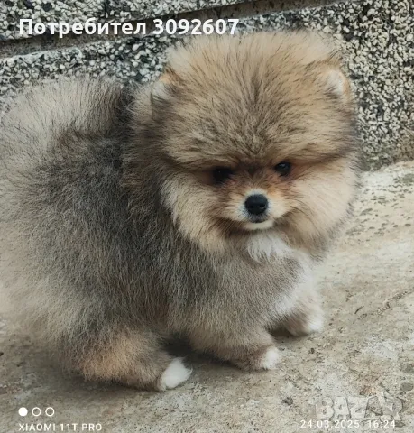 Померанче момче , снимка 5 - Померан - 49647628