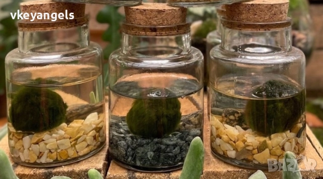 Маримо-топка на мечтите, снимка 2 - Подаръци за жени - 51866871