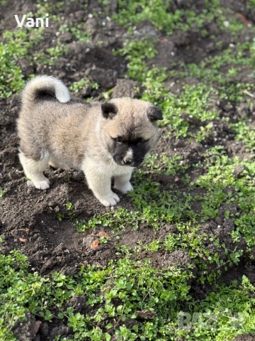 Америкаска акита кученца