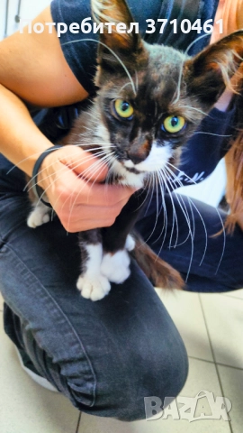 Коте, дългокосмест, 6 месечен, черно-бял, с отрицателни тестове за болести, снимка 6 - Други - 51742472