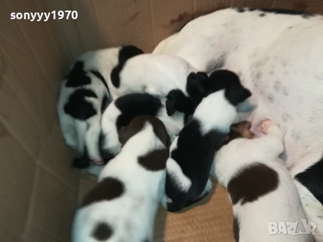 ДЖАК РЪСЕЛ-250ЛВ ЗА СЛАДКО КУТРЕ ПО ИЗБОР 2608250840, снимка 16 - Джак ръсел териер - 51491106