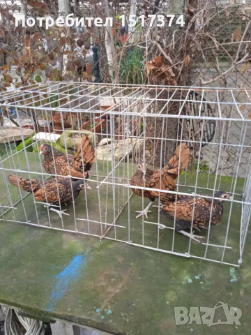  Кокошки Златен Зибрайт 