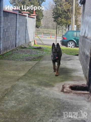 Сива немска овчарка , снимка 2 - Немска овчарка - 53475000