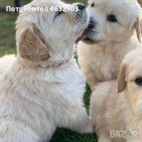 голдън ретривър кремав бонбон , снимка 2 - Голдън ретривър - 52804530