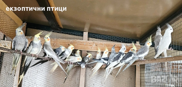 Ято Корели , снимка 8 - Папагали - 53300874