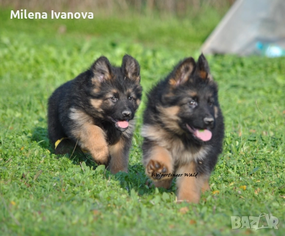 Мъжки немски овчарки с ДЪЛЪГ косъм , снимка 2 - Немска овчарка - 52844724