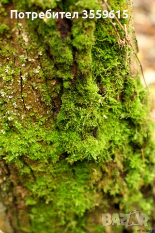 парчета дървесен мъх, снимка 1