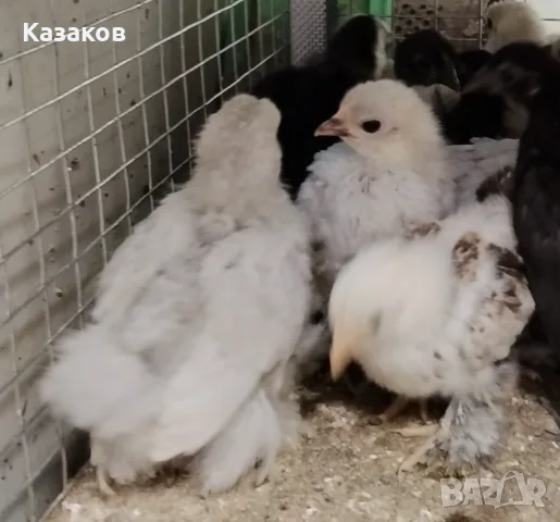 Продавам пилета Мини Кохин, снимка 2 - други­ - 56012703