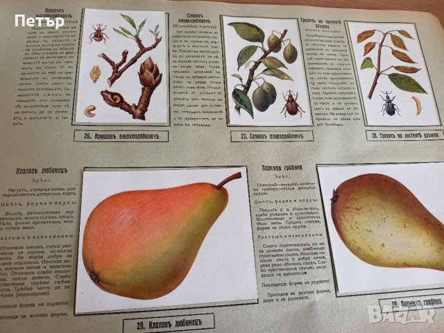 Царство България-Илюстрованъ Албумъ- Агрономия, снимка 6 - Антикварни и старинни предмети - 41481502