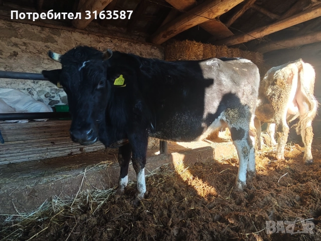 Заплодени юници и крава, снимка 9 - Крави - 52544282