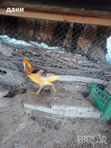 жълто златен фазан, снимка 3 - други­ - 53062305
