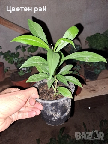 Канадска златна пръчица , снимка 6 - Градински цветя и растения - 51555884