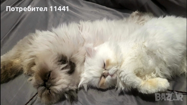 Персийско коте- женско, снимка 5 - Персийска - 52630179