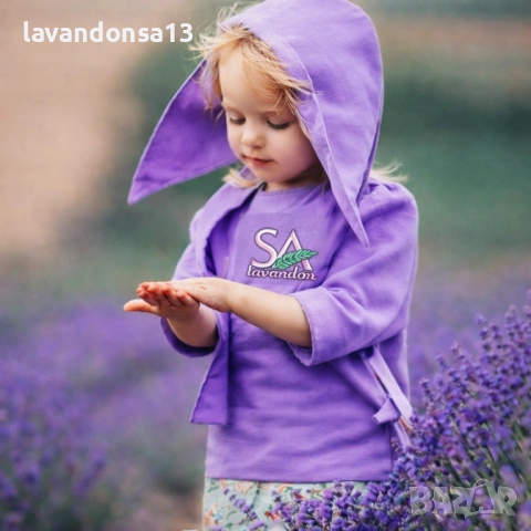 🪻 Разсад Лавандула Севтополис и Лавандин | Туфички и Оформени храсти