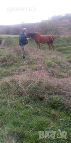 продавам кобила на 10 г.със мъжко конче на 6 м., снимка 2 - Коне - 52483751