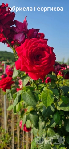 Щамбови рози на гол корен , снимка 15 - Градински цветя и растения - 52324650