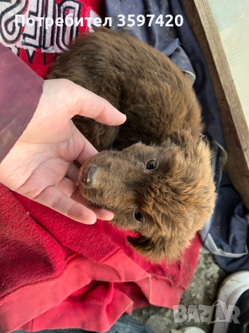 Подарявам две мъжки кученца , снимка 4 - Други - 53148045