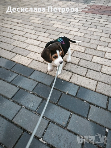 Продавам куче порода Бигъл, снимка 4 - Бигъл - 53692280