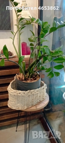 Цветя, снимка 3 - Стайни растения - 52482423