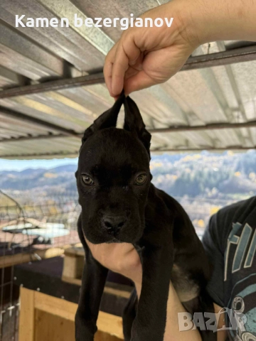 Кане Корсо Смолян 